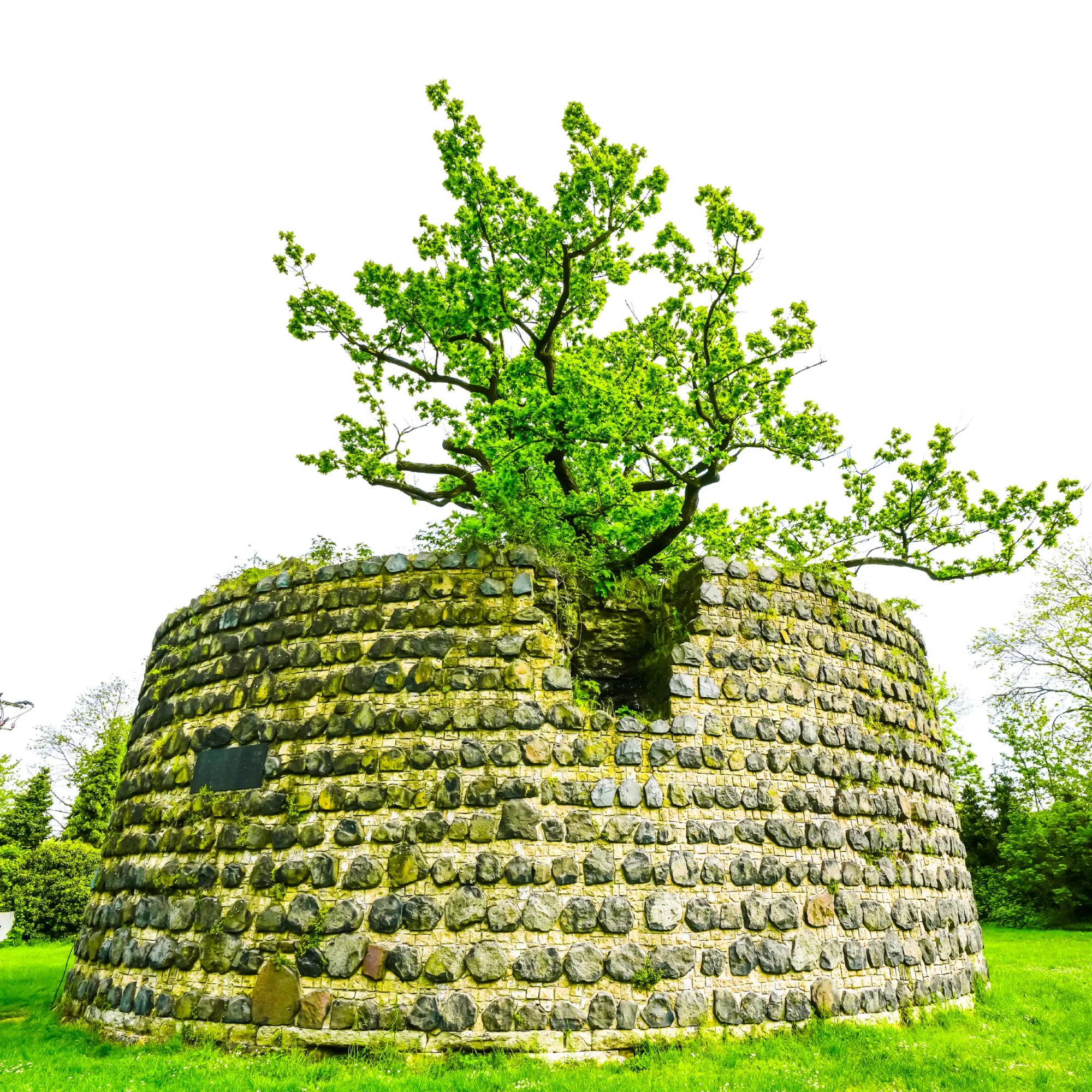 Historischer Pulverturm in Rheinberg mit einem großen Baum, der aus dem alten Mauerwerk wächst – grüner Park, denkmalgeschützte Sehenswürdigkeit am Niederrhein.